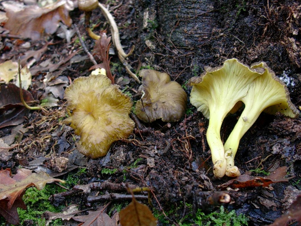 1195 Dicembre vecchio ritrovamento